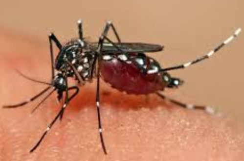 dengue arrived in uttarakhand