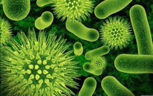Cellular-virus-bacteria