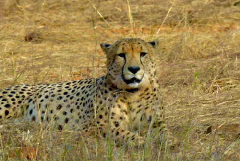 cheetah death in india