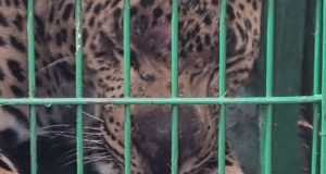 Leopard caught in dehradun