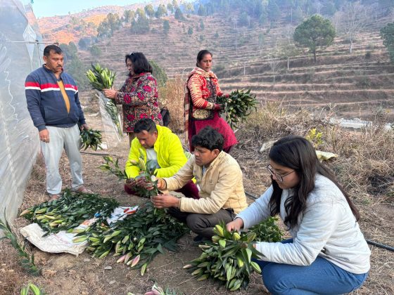 Lily Cutivation in Pauri Uttarakhand