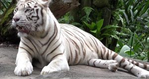 white tiger