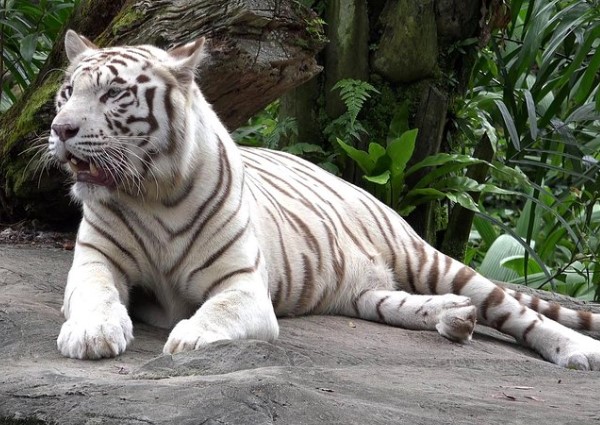 white tiger