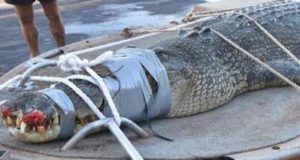 giant-crocodile-Australia