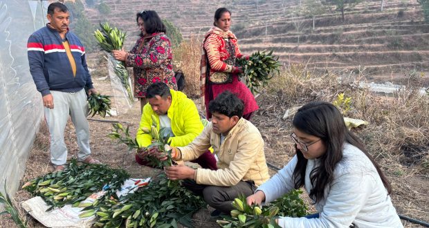 Lily Cutivation in Pauri Uttarakhand