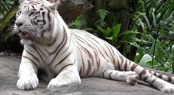 white tiger