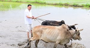 CM Pushkar Singh Dhami ploughs the field ahead of paddy plantation