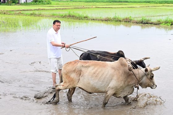 CM Pushkar Singh Dhami ploughs the field ahead of paddy plantation