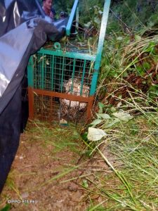 A leopard captured in Pauri