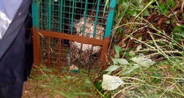 A leopard captured in Pauri