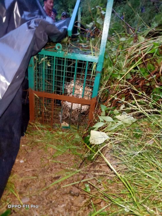 A leopard captured in Pauri